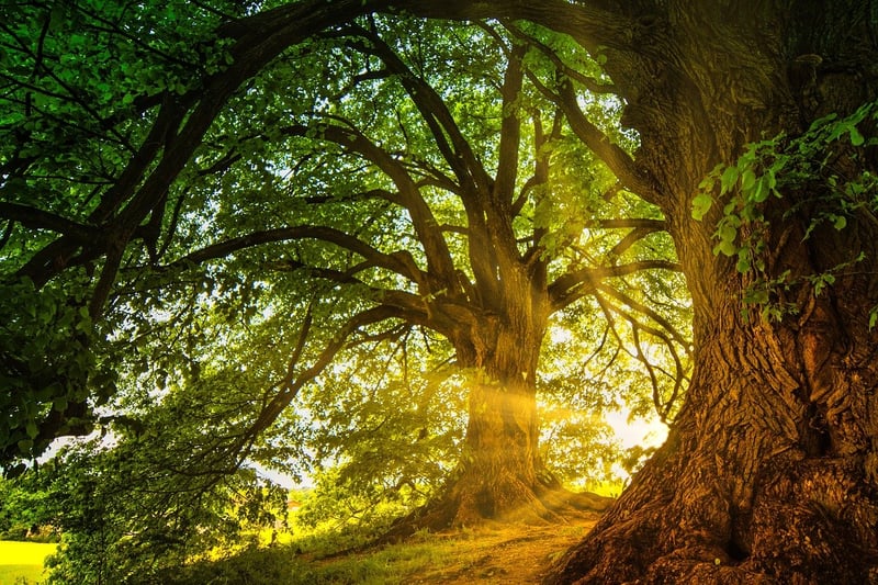 Magical Greenery