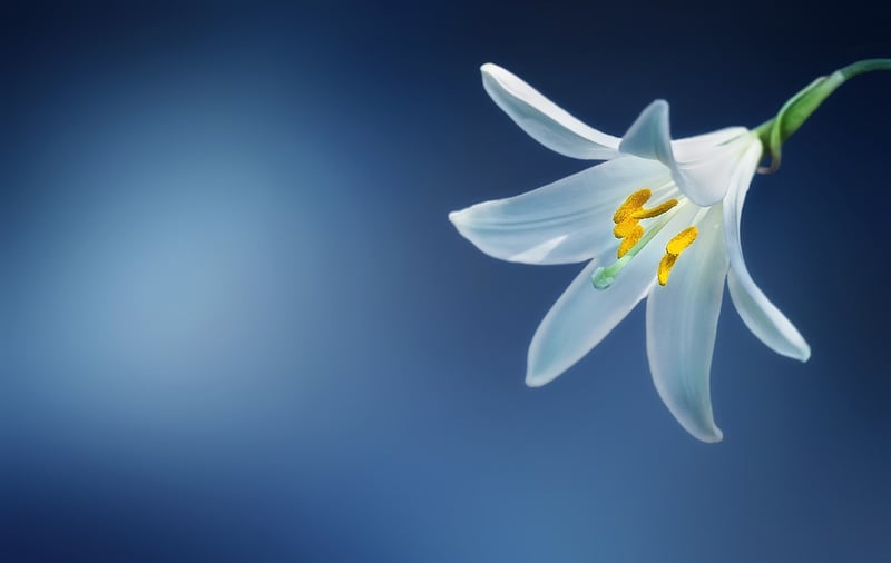 Moonstone Lily
